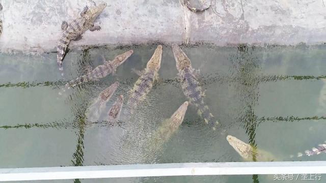 “与鳄共舞”十几载，“摸”出一条产业链，一条鳄鱼效益12000元