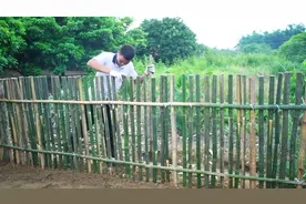 小伙用竹子做篱笆围墙，纯手工制作，大家看看评多少分？视频封面