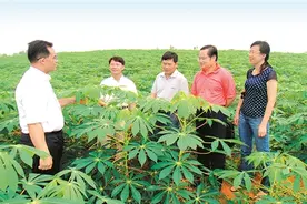 广西木薯产业如何浴火重生图片