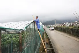 台风让沿海百姓很“受伤” 苍南农民不等不靠自救忙图片