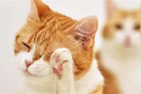 猫爱洗脸的原因到底有哪些？这下终于明白了视频封面