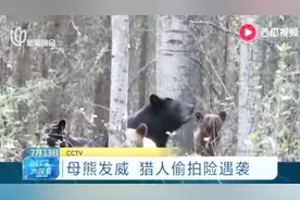 母熊携带幼崽森林里“遛弯”，结果被猎人偷拍！过了一把明星瘾视频封面