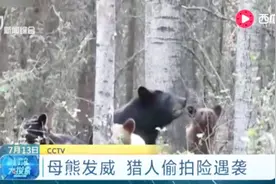 母熊携带幼崽森林里“遛弯”，结果被猎人偷拍！过了一把明星瘾视频封面