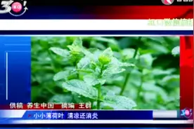 小小薄荷叶 清凉还消炎 浑身都是宝视频封面