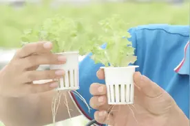 农村大姐种植新路子！全自动大棚还没有土！一颗生菜就能卖15块！视频封面