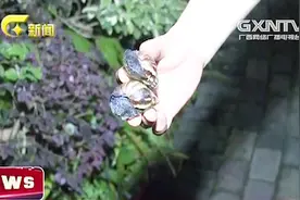 夏季大蜗牛出没 小区竟被蜗牛占领 吃货们朋友们可别随便下嘴视频封面