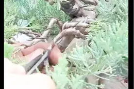 玩盆景，蟠扎后的金属丝这样拆除才是正确的视频封面
