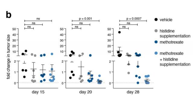 Nature：癌症食疗再添依据！常见氨基酸可显著提高化疗效果
