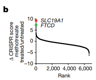 Nature：癌症食疗再添依据！常见氨基酸可显著提高化疗效果