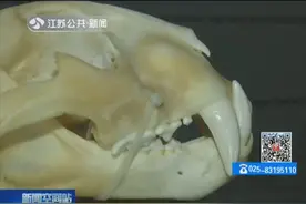 加拿大“飞来的”濒危动物乘客包里检查出虎头骨违规带入境被查获视频封面