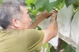 果园用彩带，防鸟效果差？聪明果农现在都用它，防鸟真不错视频封面