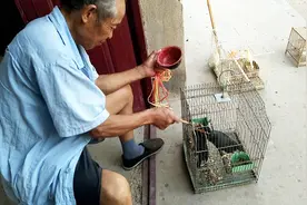 农村老人教你养八哥注意事项！这一点一定要记住，不然你会后悔！视频封面