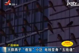 广西柳州：大群燕子“夜宿”小区 电线变身“五线谱”视频封面