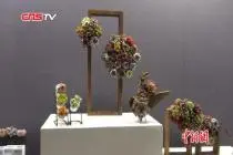 “春城”举办花卉展 “懒人福音”助你轻松种植花卉视频封面