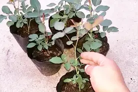 养好月季，就要狠心，小苗这样掐一掐，立马冒出5个芽视频封面