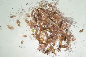 蟑螂药别再买啦，教你用白糖自制蟑螂药，一晚上蟑螂死光光