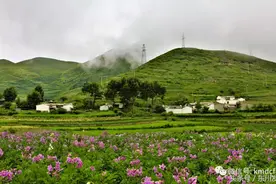 洋芋 花开图片