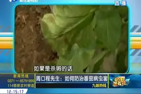 夏季番茄变黄发黑，防虫防病控制湿度有诀窍视频封面
