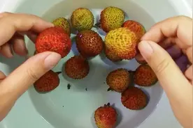 看看荔枝外表的颜色，闻一闻荔枝的气味，轻松区分荔枝的好方法