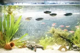 立夏问答：养鱼水能浇花吗？得分2种情况！视频封面