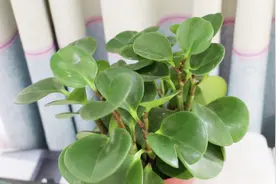 豆瓣绿黄叶了怎么办？做好这几点，豆瓣绿枝繁叶茂，叶子绿油油视频封面