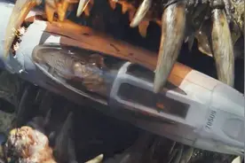 这种鳄鱼，反坦克导弹都破不开它的皮，连战斗机都直接咬爆！视频封面