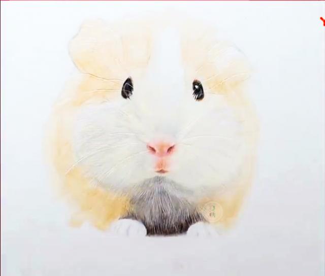 教你用彩铅画一只小仓鼠,超可爱!