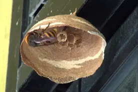 一只黄蜂是如何建起一个窝的？五分钟的视频，我竟然看完了视频封面