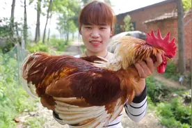 弟媳怀孕想吃公鸡，娟子爆炒一只5斤重的公鸡，有这样的姐姐真好视频封面