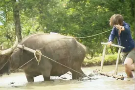 外国小姐姐体验中国式耕田，赶着水牛感叹：我知道要珍惜粮食了！视频封面