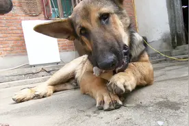 秘制大骨头，太好吃了！狗狗双手抱着啃，边吃边说：感谢大伙帮助视频封面