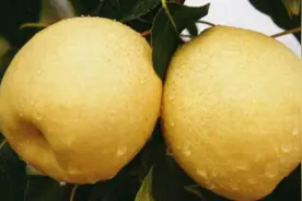 嗓子疼真要命！试试这几种水果，不是吃药那么简单？