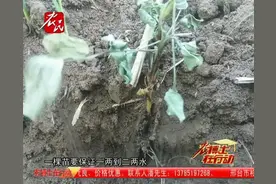 花生死苗干枯脱水，原来是得了花生冠腐病视频封面