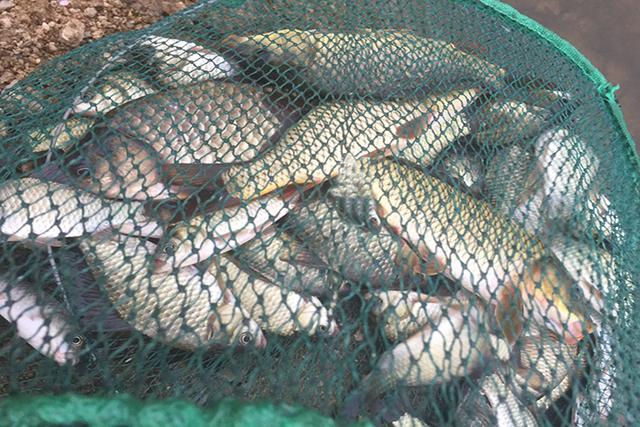 分享一款特效果酸钓鱼小药配方，适合夏季高温天垂钓使用