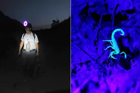 农村男子黑夜深沟冒险抓蝎子，3小时200只曾一天被蛰四五次视频封面