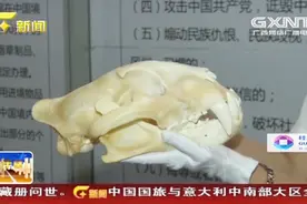 旅客出门旅游带个虎头骨回来 被海关暂扣 称：这属于违禁品