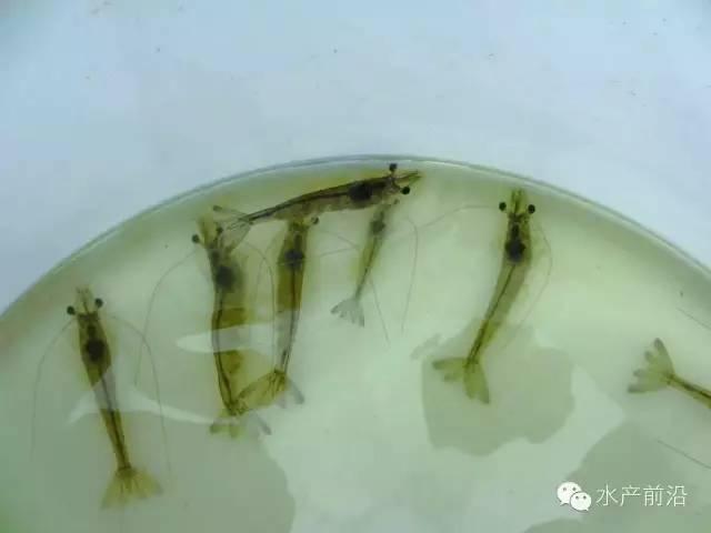 对虾功能性饲料或成养殖一大福音