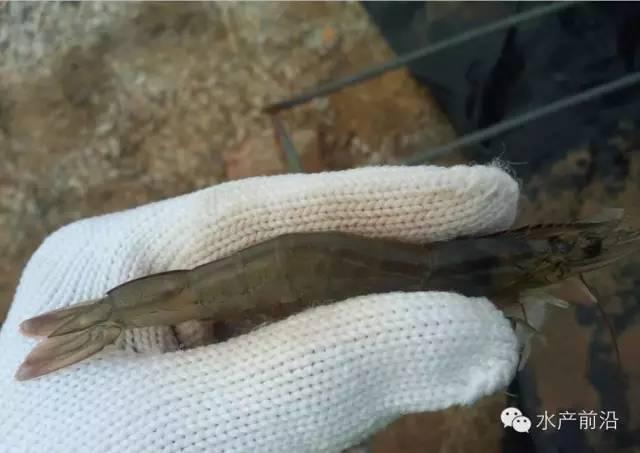 对虾功能性饲料或成养殖一大福音