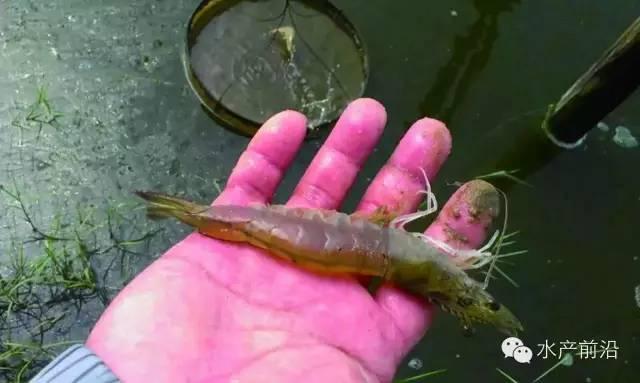 对虾功能性饲料或成养殖一大福音