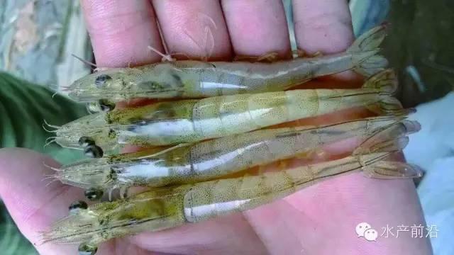 对虾功能性饲料或成养殖一大福音