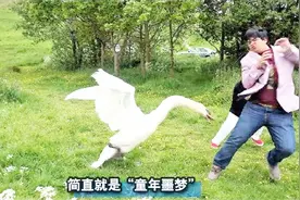 农村三霸：拧人的鹅，咬人的狗，啄人的鸡！都是童年的噩梦啊！视频封面