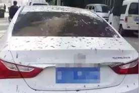 为什么鸟儿偏挑你的车子上拉粪吗？老司机说了实话，有道理视频封面