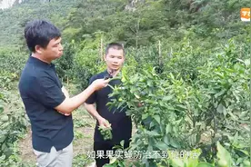 这种柑橘卖30元一斤，果子长满了一树，可惜只有两个地方能种！视频封面