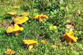 山里这种长得像“喇叭花”的野生菌，价值极高，有利肺明目功效！