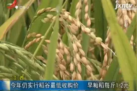 江西：2018年仍实行稻谷最低收购价 早籼稻每斤1.2元视频封面
