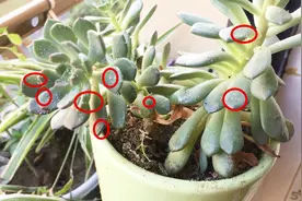 花上有白色虫子怎么办？花农教我一招，花上虫子全死光，太实用了视频封面