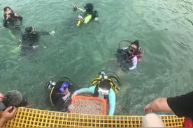 珊瑚礁急需保育！“美人鱼”再潜深圳海域种出海底花园视频封面