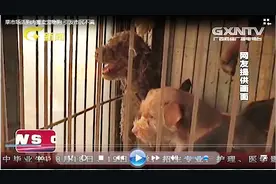 菜市场活狗肉摊卖可爱的宠物狗 引发市民不满视频封面