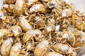 媳妇花12块钱买一兜虫子，回家直接扔锅里，出锅全家流口水，太香