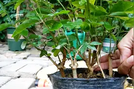 一盆茉莉花分盆变四棵，花市购买茉莉有技巧视频封面